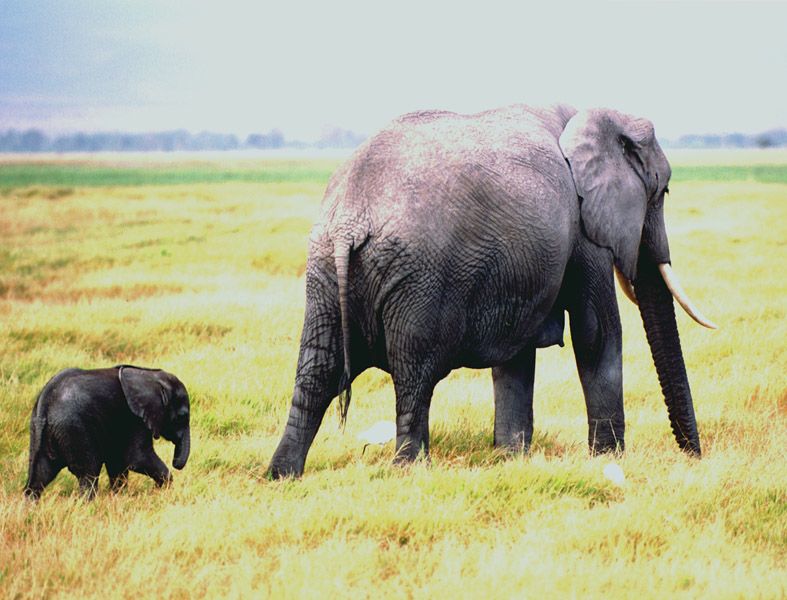 Elephant & Baby
